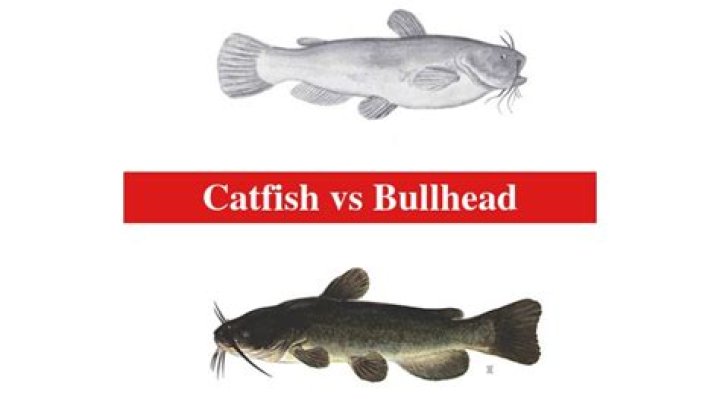 Difference between catfish and bullhead