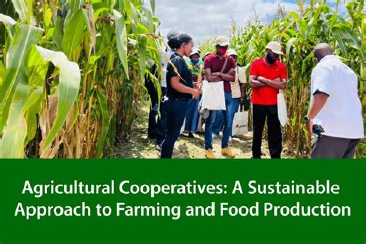 THE IMPACT OF COOPERATIVE FARMING SOCIETIES IN THE DEVELOPMENT OF AGRICULTURE
