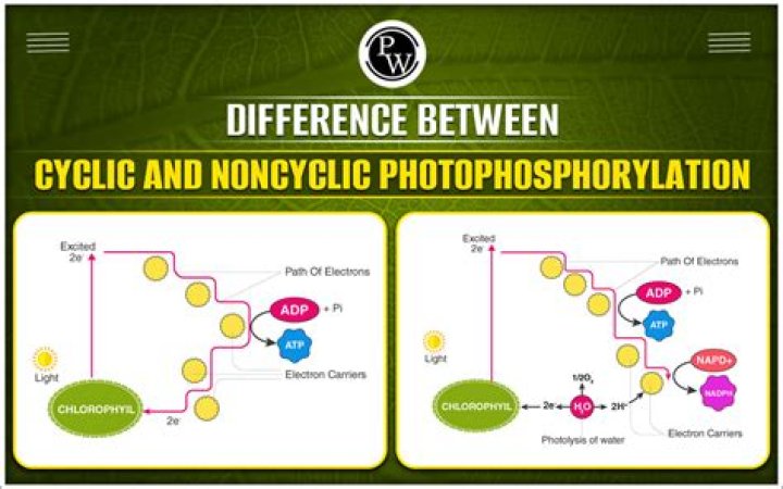 What is the Difference Between Cyclic Photophosphorylation and Non Cyclic Photophosphorylation