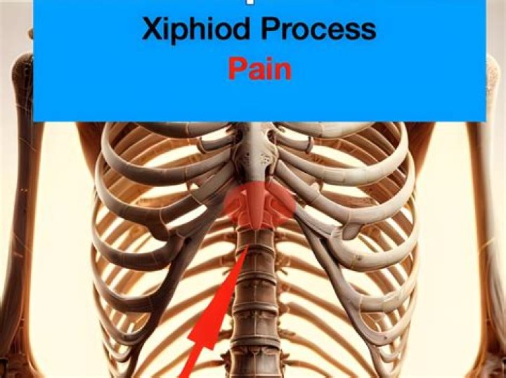 What is the main purpose of the xiphoid process